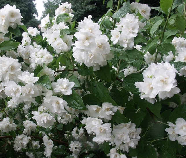 Philadelphus "Bouquet Blanc"